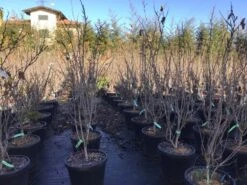 Chinese Judasboom (Cercis Chinensis 'Shirobana') -Planten Verkoopwinkel cercisshirobana125 3