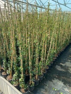 Toscaanse Jasmijn (Trachelospermum Jasminoides 'Winter Ruby') -Planten Verkoopwinkel cf397af1 424c 440f b659 6b33d5eedf60 1