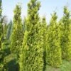 Gele Haagconifeer (Chamaecyparis Lawsoniana 'Ivonne') -Planten Verkoopwinkel cham l ivonne 250 300 1