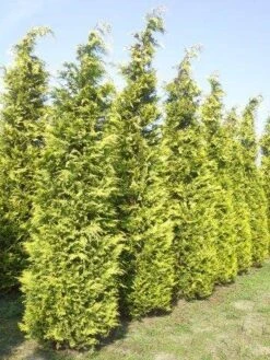 Gele Haagconifeer (Chamaecyparis Lawsoniana 'Ivonne') -Planten Verkoopwinkel cham l ivonne 400 450 1