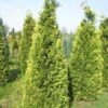 Gele Haagconifeer (Chamaecyparis Lawsoniana 'Stardust') -Planten Verkoopwinkel cham stardust 250 1