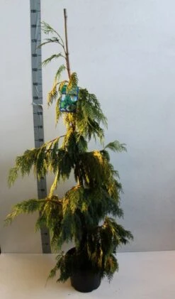 Cypres (Chamaecyparis Nootkatensis 'Pendula') -Planten Verkoopwinkel chamacyparis n pendula 100 125 cm co. 10l b kopie 1