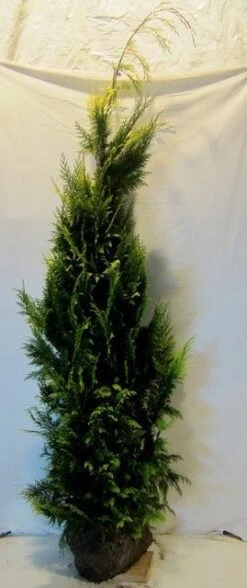 Gele Haagconifeer (Chamaecyparis Lawsoniana 'Ivonne') -Planten Verkoopwinkel chamacyparislivonne175 200