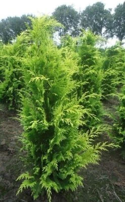 Gele Haagconifeer (Chamaecyparis Lawsoniana 'Stardust') -Planten Verkoopwinkel chamacyparislstard100125vh