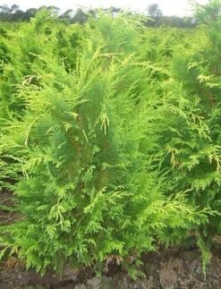 Gele Haagconifeer (Chamaecyparis Lawsoniana 'Stardust') -Planten Verkoopwinkel chamacyparislstard60100jv