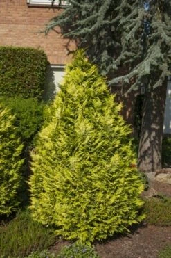 Gele Haagconifeer (Chamaecyparis Lawsoniana 'Ivonne') -Planten Verkoopwinkel chamaecyparis law. ivonne