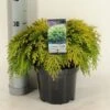 Gele Dwergcipres (Chamaecyparis Lawsoniana 'Sunkist') -Planten Verkoopwinkel chamaecyparis law. sunkist c3 m