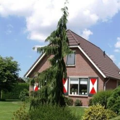 Cypres (Chamaecyparis Nootkatensis 'Pendula') -Planten Verkoopwinkel chamaecyparis nootk. pendula 1