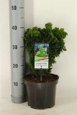 Dwergcypres (Chamaecyparis Obtusa 'Nana Gracilis') -Planten Verkoopwinkel chamaecyparis obt. nana gracilis c3 m