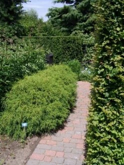 Cypres (Chamaecyparis Pisifera 'Filifera Nana') -Planten Verkoopwinkel chamaecyparis pis. filifera nana 1