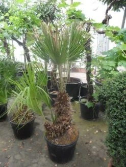 Dwergpalm (Chamaerops Humilis) -Planten Verkoopwinkel chamaerops humilis 100 125 150 c70 1 1