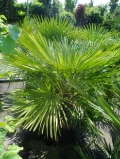 Dwergpalm (Chamaerops Humilis) -Planten Verkoopwinkel chamaerops humilis 100 125 c50 1