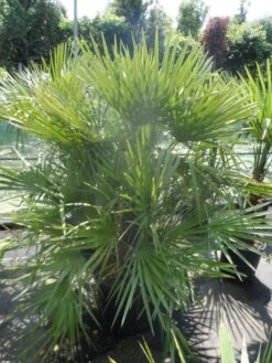 Dwergpalm (Chamaerops Humilis) -Planten Verkoopwinkel chamaerops humilis 125 150 c70 1