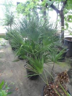 Dwergpalm (Chamaerops Humilis) -Planten Verkoopwinkel chamaerops humilis 80 100 c35 1