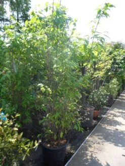 Winterzoet (Chimonanthus Praecox) 8 Winterzoet (Chimonanthus Praecox) -Planten Verkoopwinkel chimonanthus praecox 175 200 250 c50