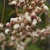Chinese Lijsterbes (Sorbus Vilmorinii) -Planten Verkoopwinkel chineselijsterbes sorbusvilmoriniiv01