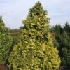 Cypres (Chamaecyparis Lawsoniana 'Golden Wonder') -Planten Verkoopwinkel chlgwond 3
