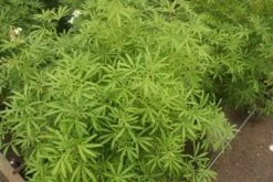 Choisya (Choisya 'Aztec Pearl') -Planten Verkoopwinkel choisya aztec pearl 2