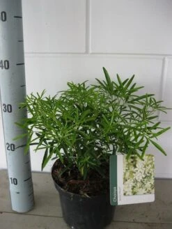 Choisya (Choisya 'Aztec Pearl') -Planten Verkoopwinkel choisya aztec pearl c3 september