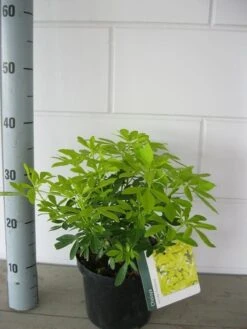 Choisya (Choisya Ternata 'Sundance') -Planten Verkoopwinkel choisya sundance c3 september
