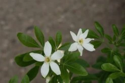 Choisya (Choisya Ternata) -Planten Verkoopwinkel choisya ternata