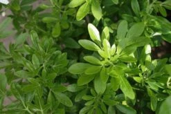 Choisya (Choisya Ternata) -Planten Verkoopwinkel choisya ternata 2 1