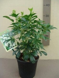 Choisya (Choisya Ternata) -Planten Verkoopwinkel choisya ternata c2.5 1