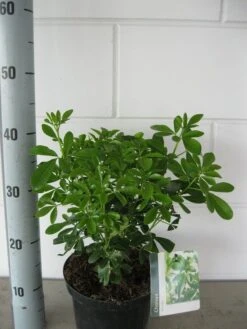 Choisya (Choisya Ternata) -Planten Verkoopwinkel choisya ternata c3 september