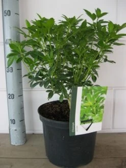 Choisya (Choisya Ternata) -Planten Verkoopwinkel choisya ternata c5 10 8 2018 1