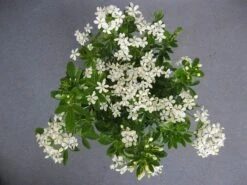 Choisya (Choisya Ternata) -Planten Verkoopwinkel choisya ternata c5 april 2