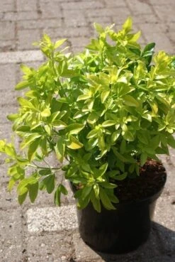 Choisya (Choisya Ternata 'Sundance') -Planten Verkoopwinkel choisya ternata sundance 1