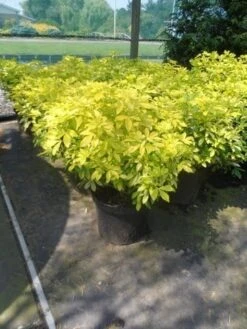 Choisya (Choisya Ternata 'Sundance') -Planten Verkoopwinkel choisya ternata sundance c10 1