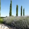 Italiaanse Cypres (Cupressus Sempervirens 'Stricta') -Planten Verkoopwinkel cipreslavendelitaliaanseborderv01 1