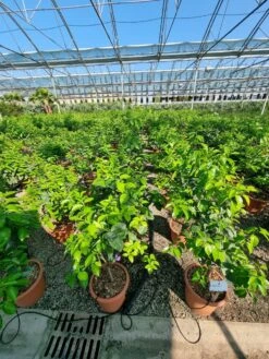 Sinaasappel (Citrus Sinensis 'Arcobal') -Planten Verkoopwinkel citrus chinensis arcobal 2