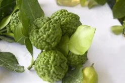 Kaffirlimoen (Citrus Hystrix) 5 Kaffirlimoen (Citrus Hystrix) -Planten Verkoopwinkel citrus hystrix