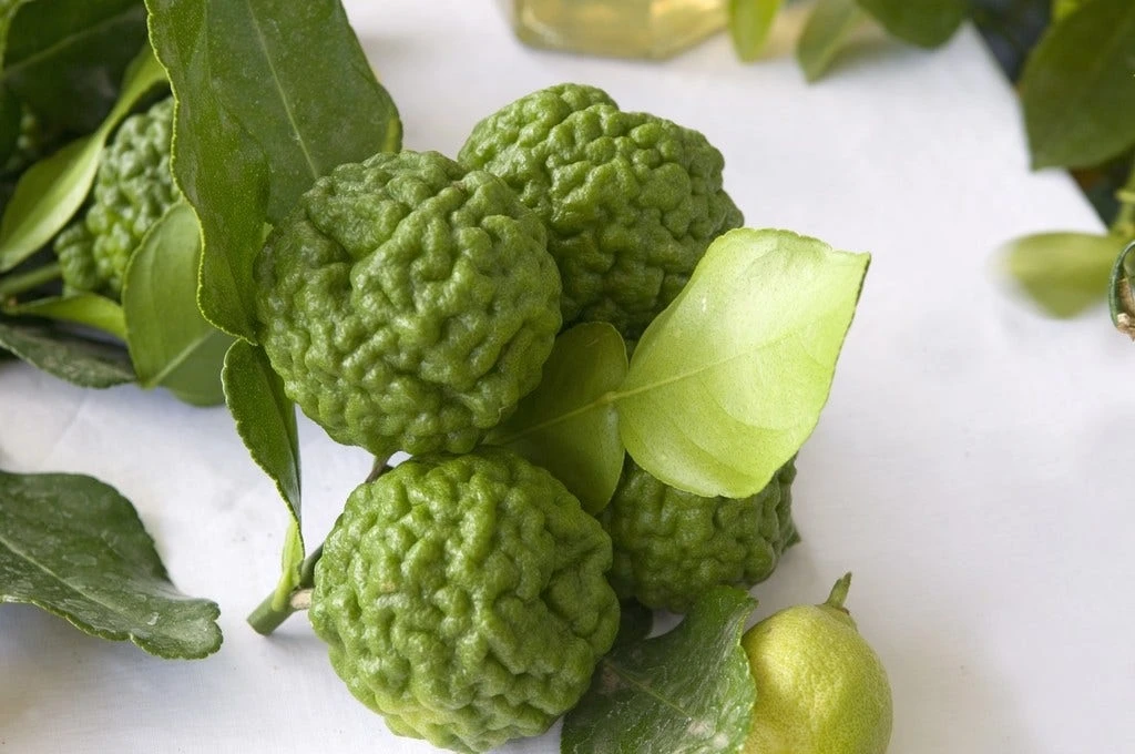 Kaffirlimoen (Citrus Hystrix) 3 Kaffirlimoen (Citrus Hystrix) - Afbeelding 3