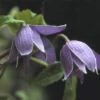 Bosrank (Clematis Alpina) -Planten Verkoopwinkel clalpina 1 2