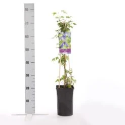 Bosrank (Clematis Alpina) -Planten Verkoopwinkel clematis alpina 1