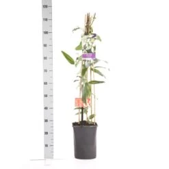 Bosrank, Groenblijvend (Clematis Armandii 'Apple Blossom') -Planten Verkoopwinkel clematis apelblossom 1.00 1.25 1