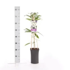 Bosrank, Groenblijvend (Clematis Armandii) -Planten Verkoopwinkel clematis armandii