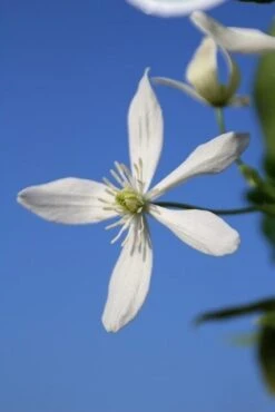 Bosrank, Groenblijvend (Clematis Armandii) -Planten Verkoopwinkel clematis armandii 3