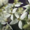 Bosrank, Groenblijvend (Clematis Armandii) -Planten Verkoopwinkel clematis armandii 2 3