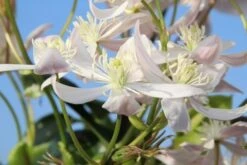Bosrank, Groenblijvend (Clematis Armandii 'Apple Blossom') -Planten Verkoopwinkel clematis armandii apple blossom 1 4