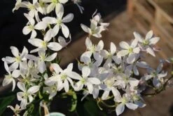 Bosrank, Groenblijvend (Clematis Armandii 'Apple Blossom') -Planten Verkoopwinkel clematis armandii apple blossom 3