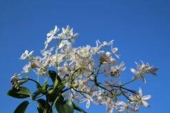 Bosrank, Groenblijvend (Clematis Armandii 'Apple Blossom') -Planten Verkoopwinkel clematis armandii apple blossom 4 4