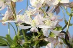 Bosrank, Groenblijvend (Clematis Armandii 'Apple Blossom') -Planten Verkoopwinkel clematis armandii apple blossom 5