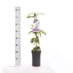 Bosrank, Groenblijvend (Clematis Armandii 'Apple Blossom') -Planten Verkoopwinkel clematis armandii apple blossom