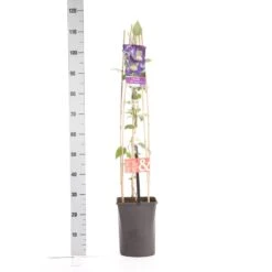 Bosrank (Clematis 'Blue Pirouette') -Planten Verkoopwinkel clematis blue pirouette pbr 1.00 1.25 2