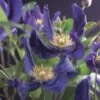Bosrank (Clematis 'Blue Pirouette') -Planten Verkoopwinkel clematis blue pirouette pbr 2 1