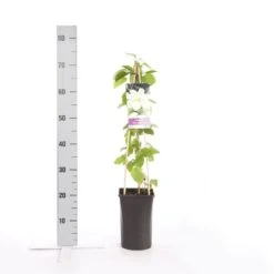 Bosrank (Clematis 'Guernsey Cream') -Planten Verkoopwinkel clematis guernsey cream